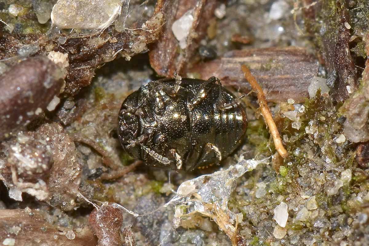 Phaedon sp., Chrysomelidae